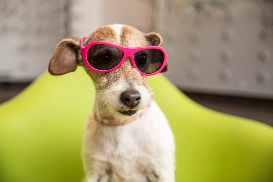 Dog with sunglasses on